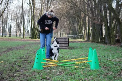 PSIADA by Ada Jeleń